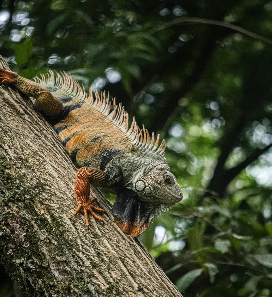 Servicios ambientales y sostenibilidad